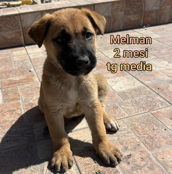 ADORABILI CUCCIOLI: 2 MESI Foto 4