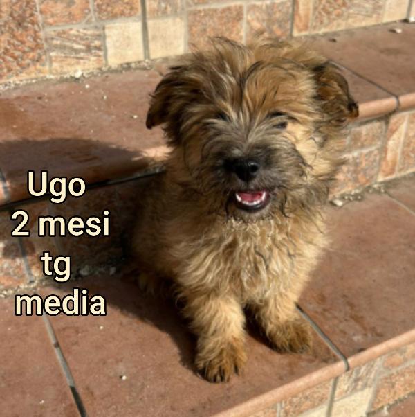 ADORABILI CUCCIOLI: 2 MESI Foto 6