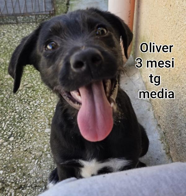 ADORABILI CUCCIOLI: 2 MESI Foto 8