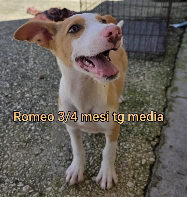 ADORABILI CUCCIOLI: 2 MESI Foto 9