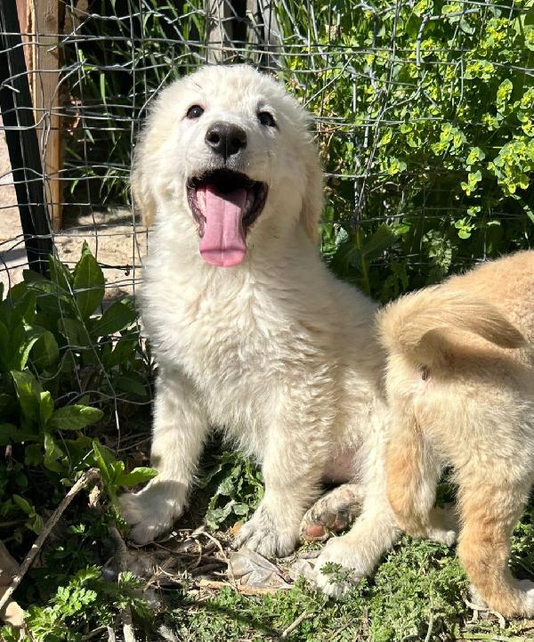 Adottate questa cucciola Foto 2