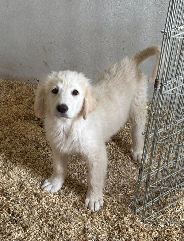 Adottate questa cucciola Foto 5