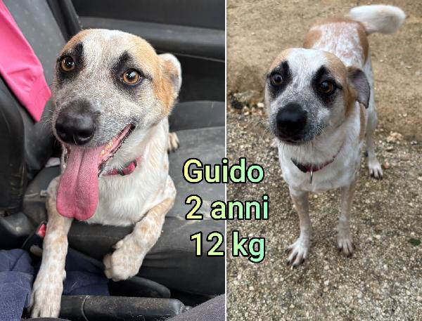 Cani Di Tg Piccola E Mediopiccola 