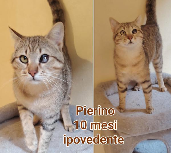 Telefona per salvare un micio Foto 3