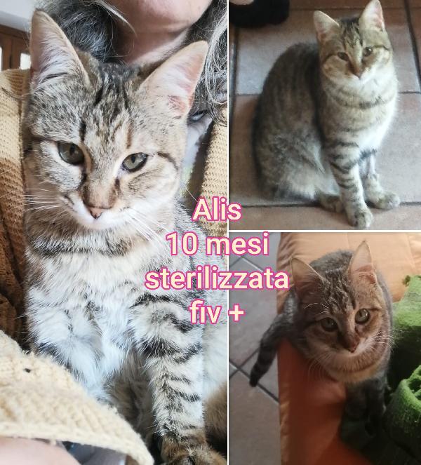 Telefona per salvare un micio Foto 8