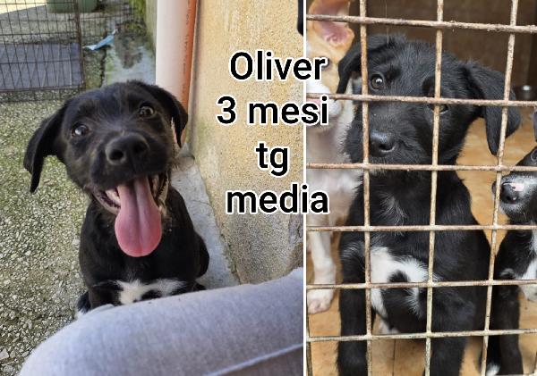 Trovatelli abbandonati, due mesi Foto 4