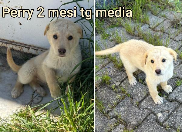 Trovatelli abbandonati, due mesi Foto 5