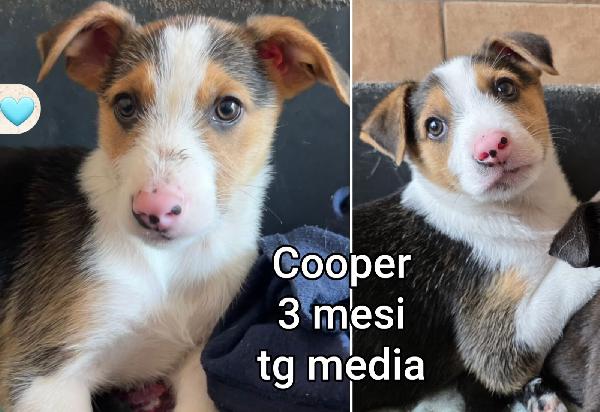 Trovatelli abbandonati, due mesi Foto 6