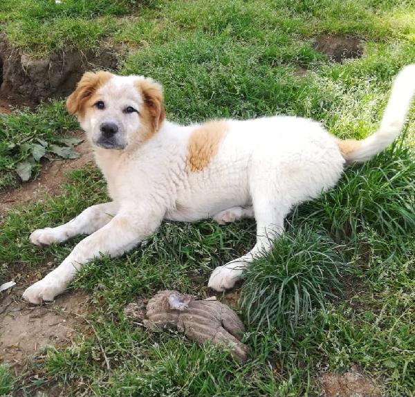 Bignè Mix Maremmano/Golden Retriver 