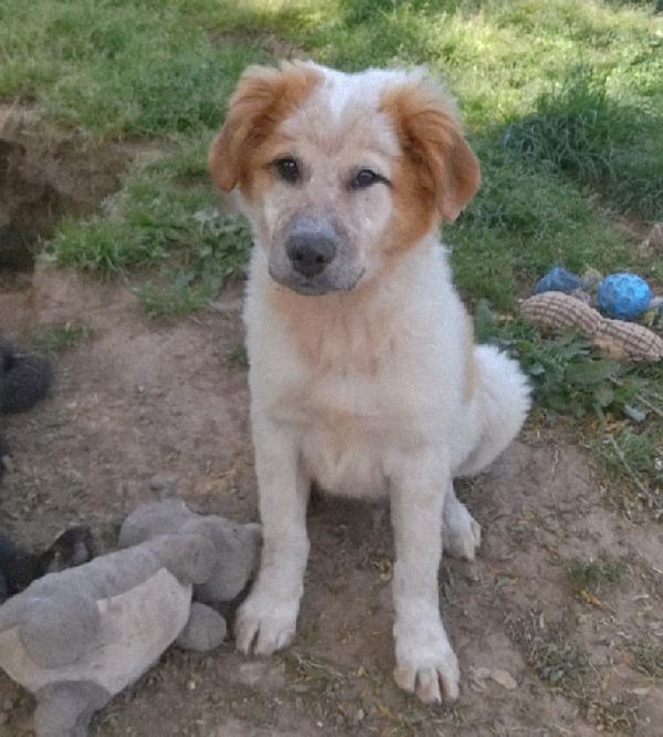 BIGNÈ MIX MAREMMANO/GOLDEN RETRIVER  Foto 2