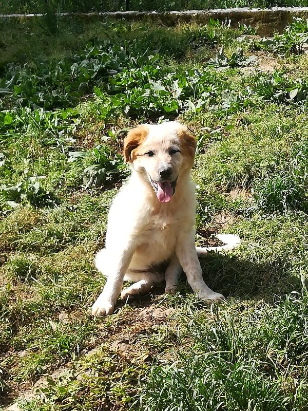 BIGNÈ MIX MAREMMANO/GOLDEN RETRIVER  Foto 3