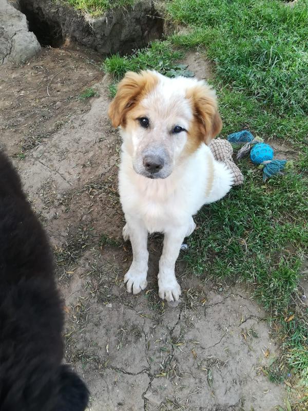 BIGNÈ MIX MAREMMANO/GOLDEN RETRIVER  Foto 5