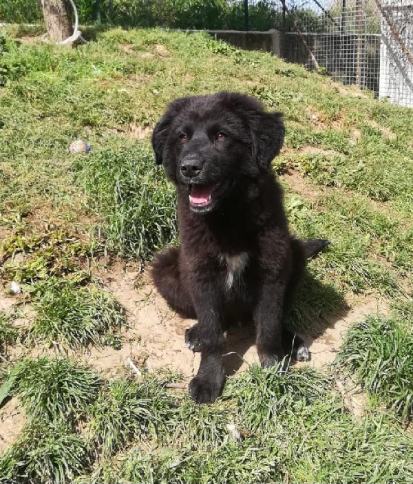Brownie Mix Maremmano/Border Collie 