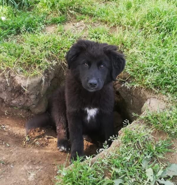 BROWNIE MIX MAREMMANO/BORDER COLLIE  Foto 2