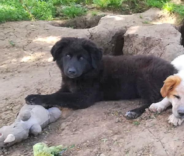 BROWNIE MIX MAREMMANO/BORDER COLLIE  Foto 3