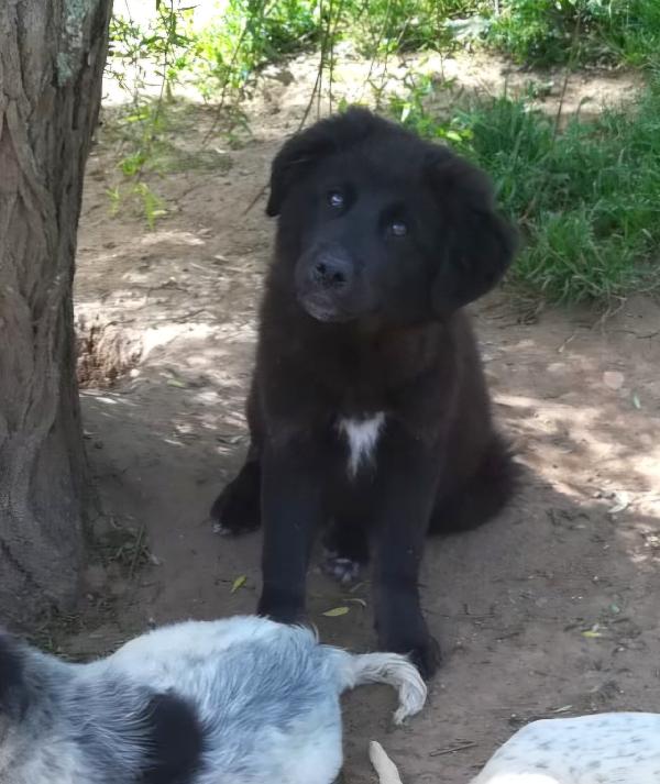 BROWNIE MIX MAREMMANO/BORDER COLLIE  Foto 4