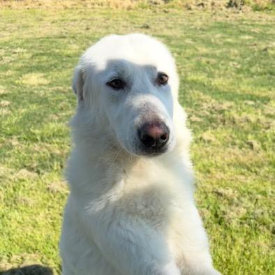 🐾 Il Gigante Buono: Incontra Murdok 🐾