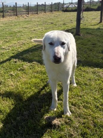 🐾 IL GIGANTE BUONO: INCONTRA MURDOK 🐾 Foto 2