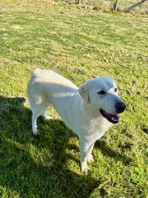 🐾 IL GIGANTE BUONO: INCONTRA MURDOK 🐾 Foto 5