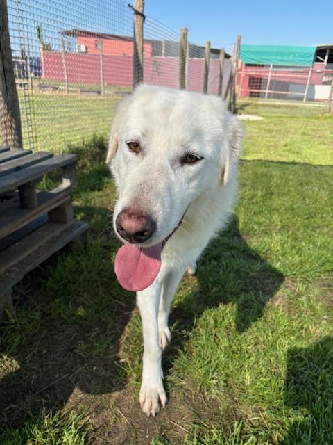 🐾 IL GIGANTE BUONO: INCONTRA MURDOK 🐾 Foto 8