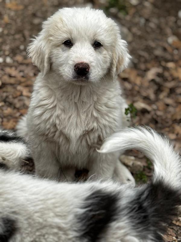 Balu