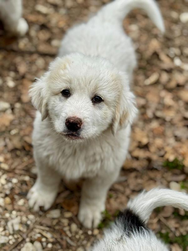 Balu Foto 2