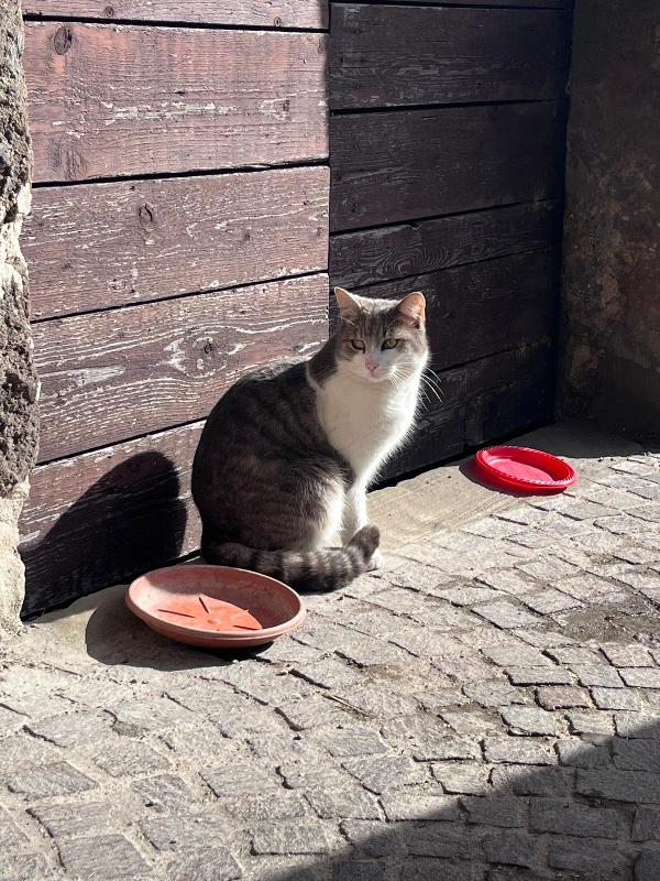 Piedipiatti: Micio Di 4 Anni Cerca Famiglia