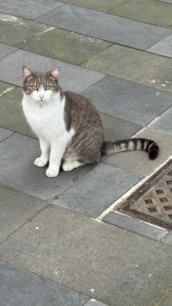 PIEDIPIATTI: MICIO DI 4 ANNI CERCA FAMIGLIA Foto 2