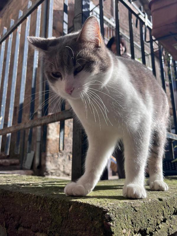PIEDIPIATTI: MICIO DI 4 ANNI CERCA FAMIGLIA Foto 3