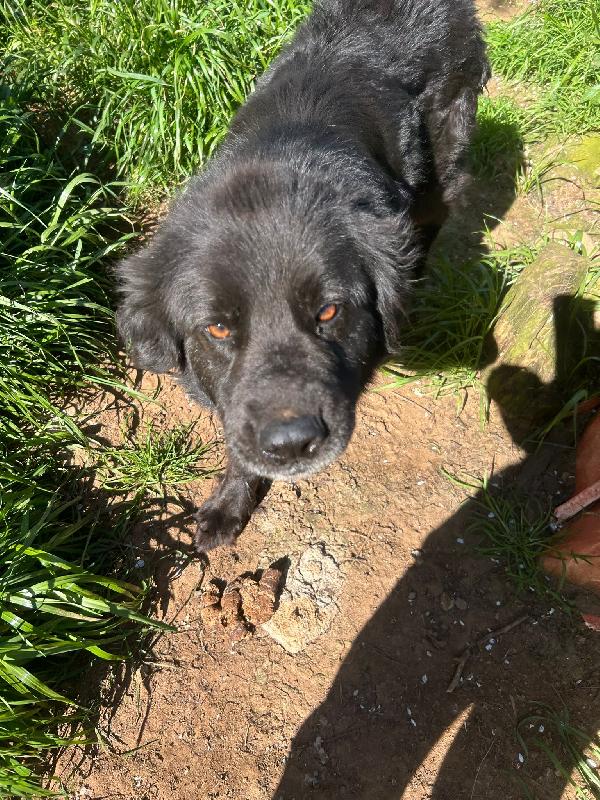 Nerone splendido cagnolone cerca casa  Foto 2