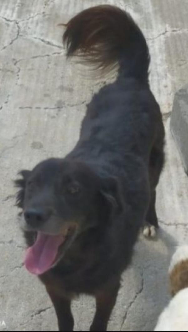 Charly Adulto Riportato In Canile Anni Fa..calabria