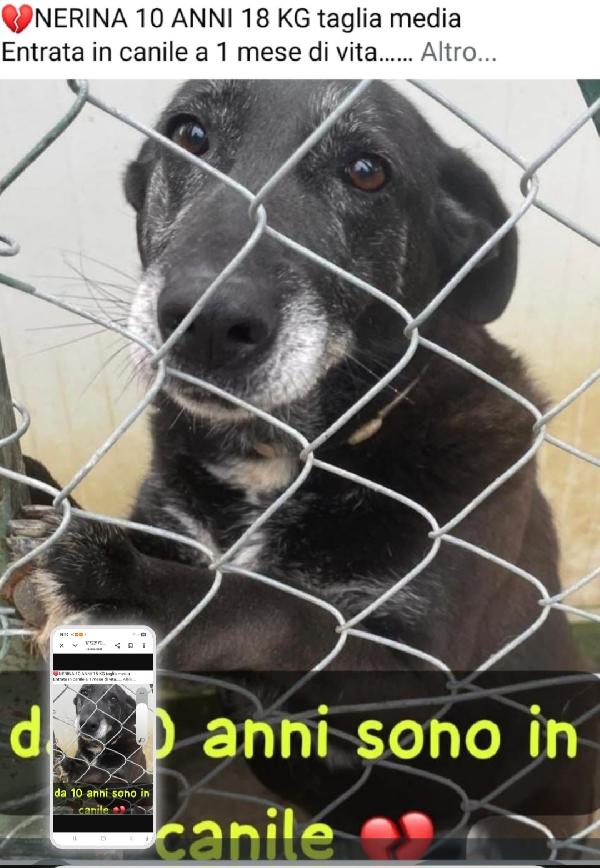 Nerina 10Anni Entrata In Box Ad 1Mese Di Vita!! Roma