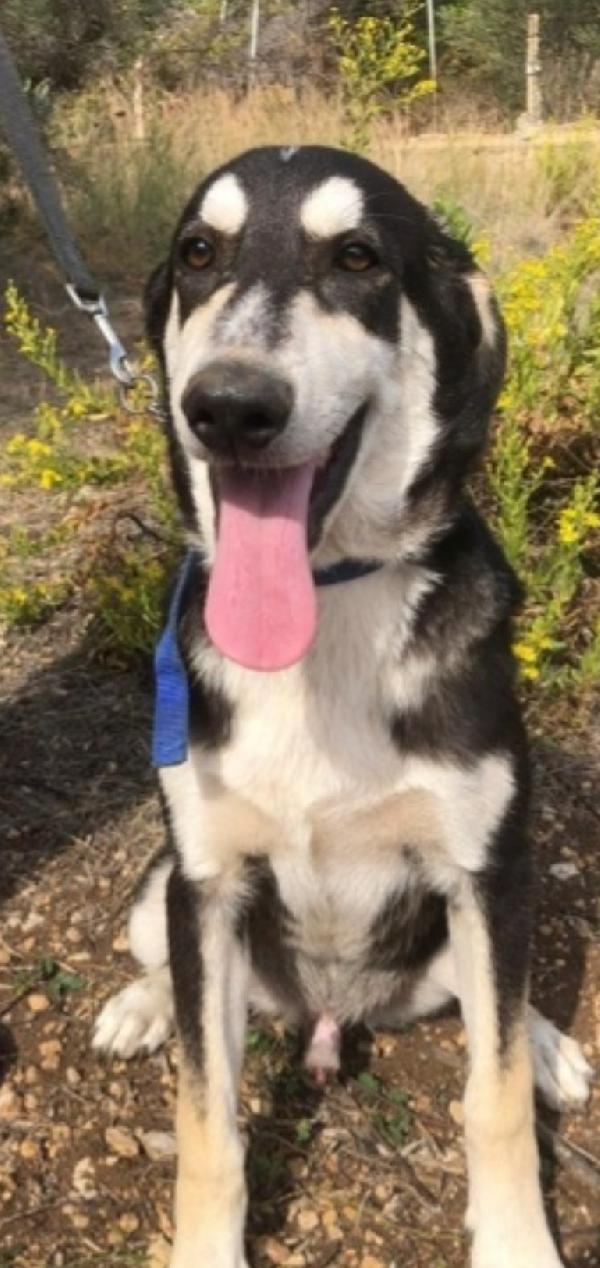 1anno mix Australian Shepherd SENZA RICHIESTE! SIRACUSA Foto 2