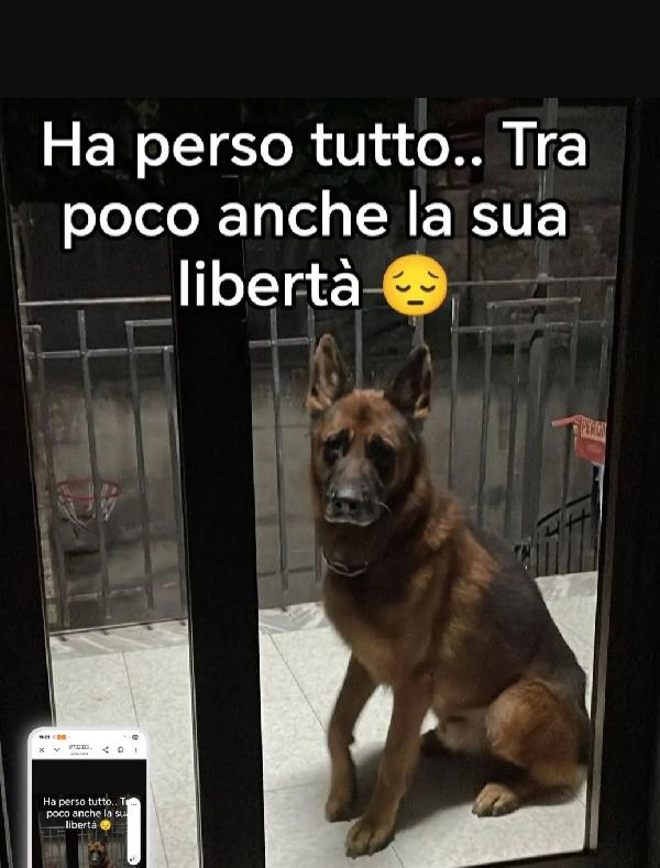 Pastore Tedesco 7Anni Messo In Balcone..rimasto Solo!