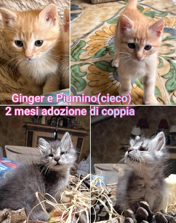 Miciottini Bellissimi 