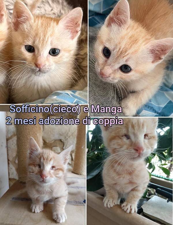 Miciottini bellissimi  Foto 2