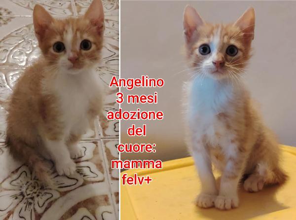 Miciottini bellissimi  Foto 6