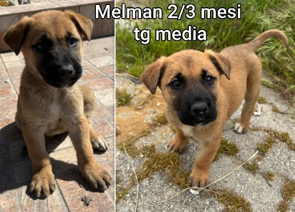 Emergenza cucciolotti Foto 6