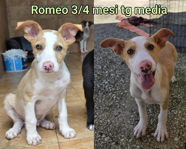 Emergenza cucciolotti Foto 8