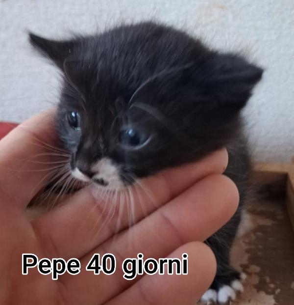 Siamo sommerse dai gattini  Foto 2