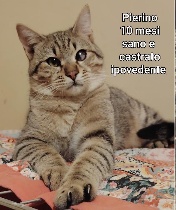 Siamo sommerse dai gattini  Foto 5