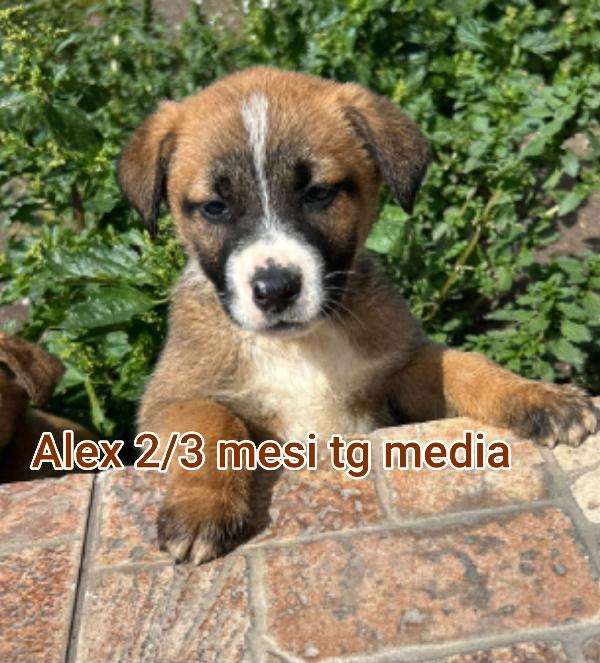 Cuccioli Buttati A Morire 