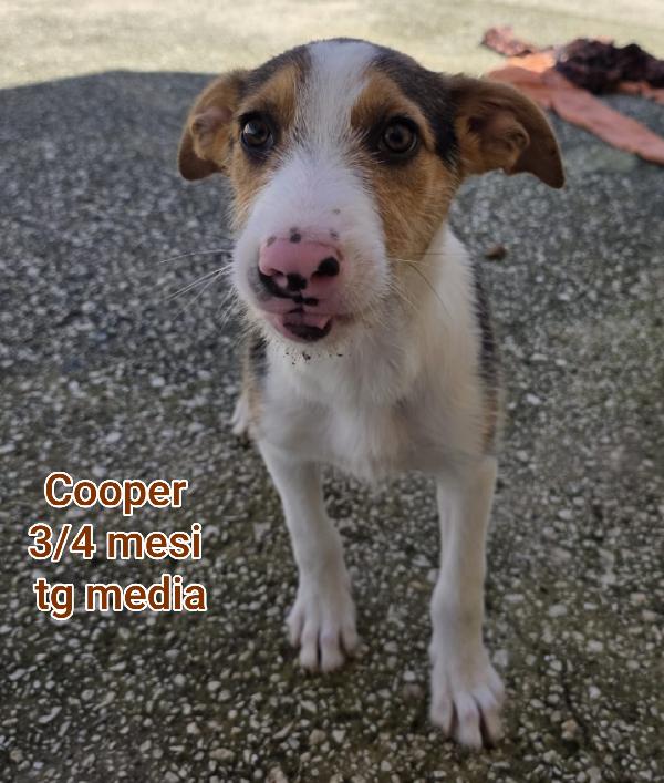 Cuccioli buttati a morire  Foto 6