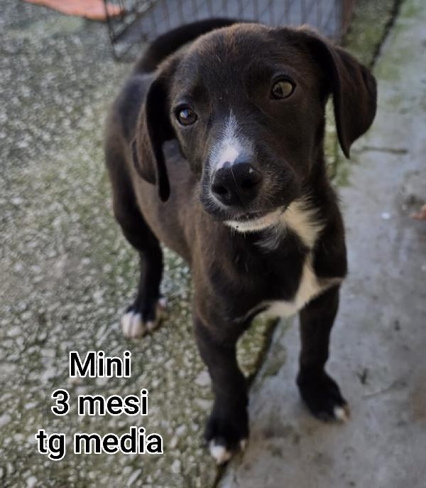 Cuccioli buttati a morire  Foto 7