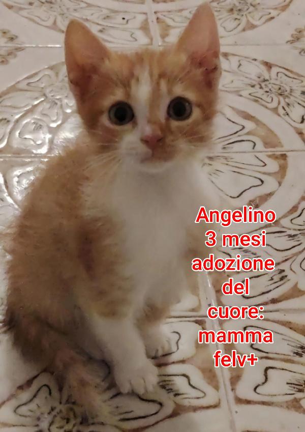 TANTI GATTINI SOLI  Foto 4