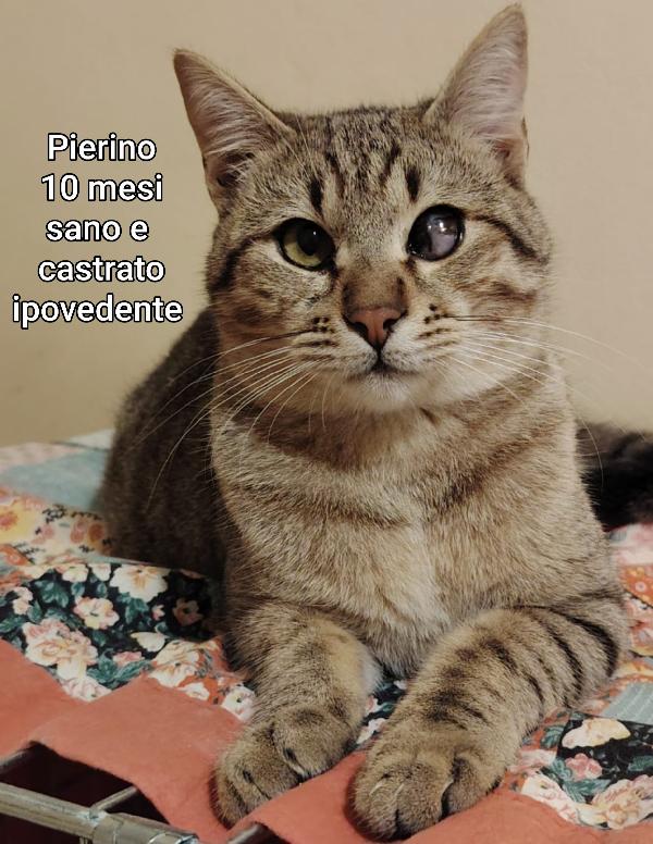 TANTI GATTINI SOLI  Foto 9