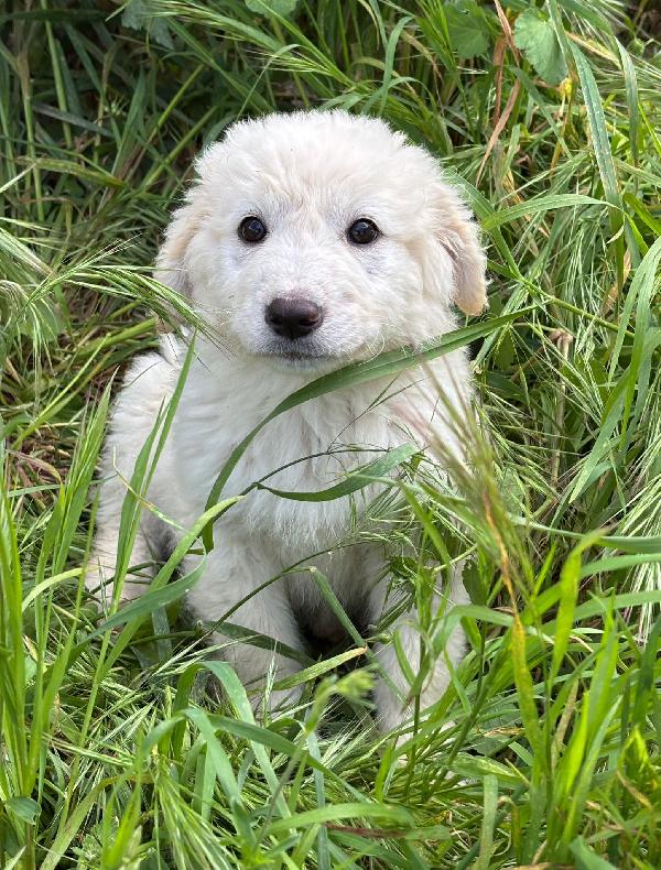 3 Mesi: Cucciola Taglia Grande