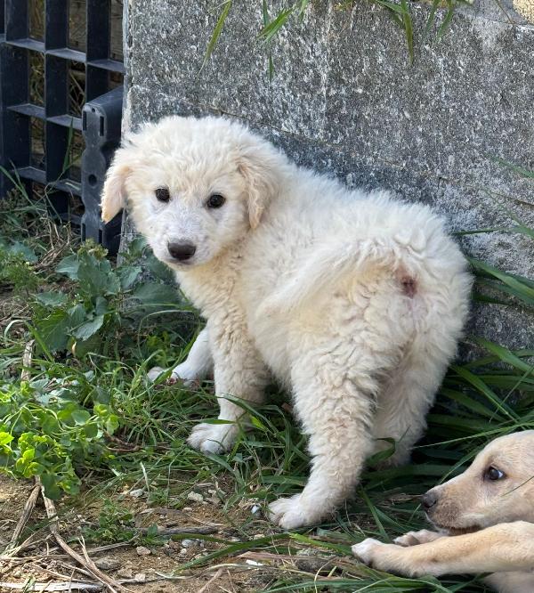 3 mesi: cucciola taglia grande Foto 2