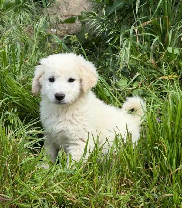 3 mesi: cucciola taglia grande Foto 3