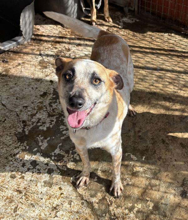 Piccolo In Rifugio. 2 Anni